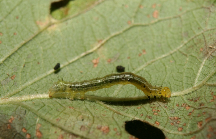 Figura 2. Larva de <i>Chrysodeixis includens</i> (Noctuidae). Tercer estadio voucher:14-SRNP-70706-DHJ722517.jpg.