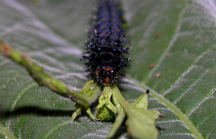 Figura 1. Larva <i>Junonia genoveva</i> (Nymphalidae), Ultimo estadio posición lateral, planta hospedera <i>Stachytarpheta jamaicensis</i> (Verbenaceae). Mide 45 mm aproximadamente. Voucher: 05-SRNP-31185-DHJ404005.jpg.