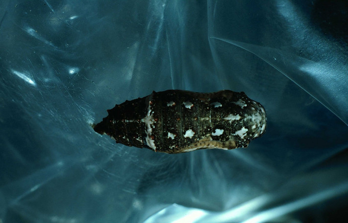 Figura 7. Pupa <i>Junonia genoveva</i> (Nymphalidae), posición dorsal, color negro con manchas crema. Mide 20 mm aproximadamente. Voucher: 83-SRNP-993-DHJ5849.
