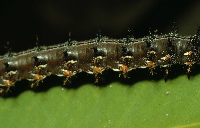 Figura 5. Larva <i>Junonia genoveva</i> (Nymphalidae), último estadio posición lateral, planta hospedera <i>Stachytarpheta jamaicensis</i> (Verbenaceae). Mide 35 mm aproximadamente. Voucher: 95-SRNP-6024-DHJ23837.