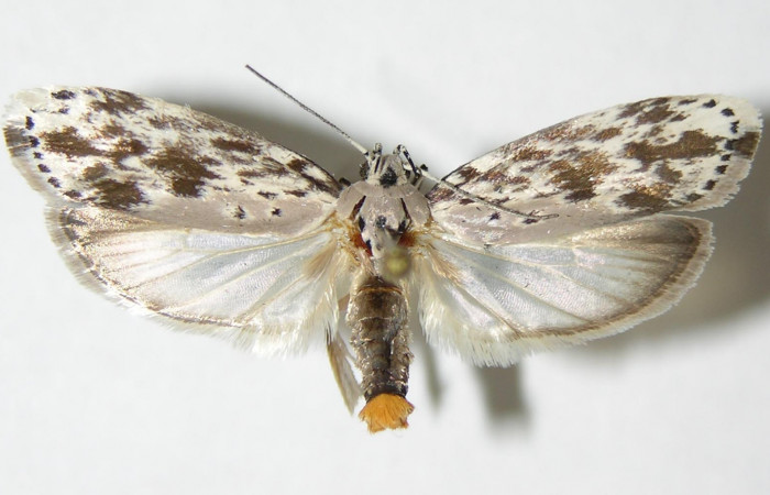 Figura 15.Posición dorsal del Adulto de <i>Ethmia lichyi</i>, familia (Depressariidae) Voucher 03-SRNP-29318-DHJ338876.
Figura 15.