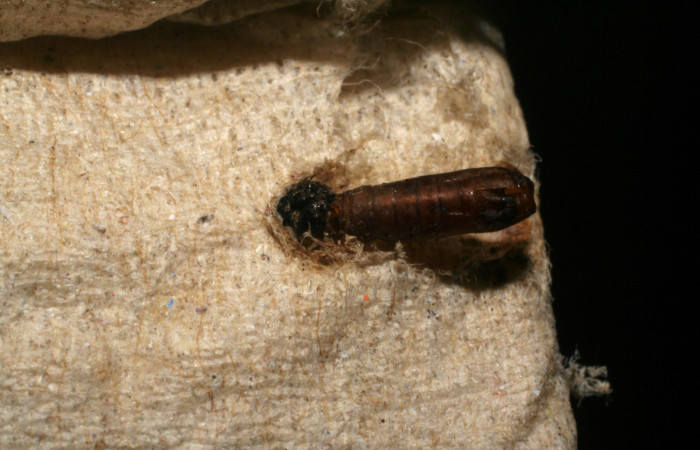 Figura 13.Pupa de la larva <i>Ethmia mnesicosma</i>, familia (Depressariidae) Voucher 06-SRNP-16406-DHJ433915.
Aquí podemos conocer otra especies pero con el mismo genero su nombre es <i>Ethmia
mnesicosma</i> con el Voucher 06-SRNP-16406-DHJ433915.
Mostrando la pupa de este genero por motivo de que no tenemos registro de pupas, pero
prácticamente es la misma larva solo que con diferente genero,
Observando la Fig,13 tenemos la larva <i>Ethmia mnesicosma</i> su color negro con manchas
amarillas es muy diferente a <i>Ethmia lichyi</i>
Figura 13.