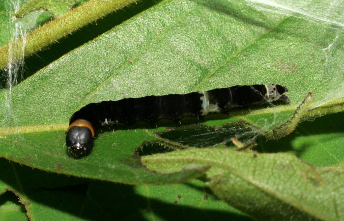Figura 7.Posición de la cabeza, la larva <i>Ethmia lichyi</i>, familia (Depressariidae) Voucher 06-SRNP-30522-DHJ412247.
Figura 7.Posición lateral de la larva <i>Ethmia lichyi</i>, familia (Depressariidae). Voucher 06-SRNP-5343-DHJ415661.