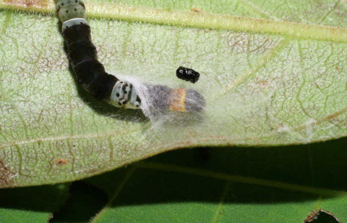 Figura 1.Posición dorsal mostrando la cabeza de la larva <i>Ethmia lichyi</i>, familia (Depressariidae). Voucher 06-SRNP-30525-DHJ412254.