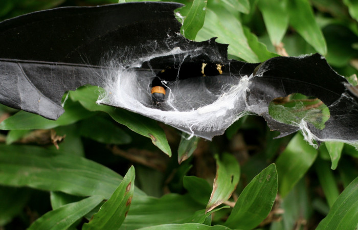 Figura 9.Posición dorsal mostrando sus color de cuello amarillo y en la parte trasera le observa unas manchas de color blanco de la
larva <i>Ethmia lichyi</i>,familia (Depressariidae) Voucher 06-SRNP-5343-DHJ415660.
Figura 9.Posición de la cabeza, la larva <i>Ethmia lichyi</i>, familia (Depressariidae). Voucher 08-SRNP-71629-DHJ444433.