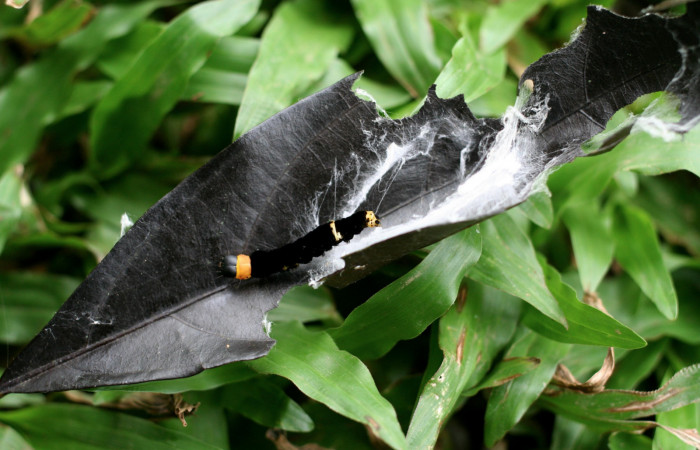 Figura 8.Posición lateral de la larva <i>Ethmia lichyi</i>, familia (Depressariidae). Voucher 06-SRNP-5343-DHJ415661.