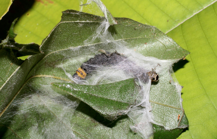 Figura 3.Posición dorsal mostrando la parte tracera de la larva <i>Ethmia lichyi</i>, familia (Depressariidae) Voucher 06-SRNP-30525-DHJ412256.
Figura 3.Posición ventral mostrando la parte de la casita donde se camufla la larva <i>Ethmia lichyi</i>, familia (Depressariidae). Voucher 08-SRNP-71629-
DHJ444423.