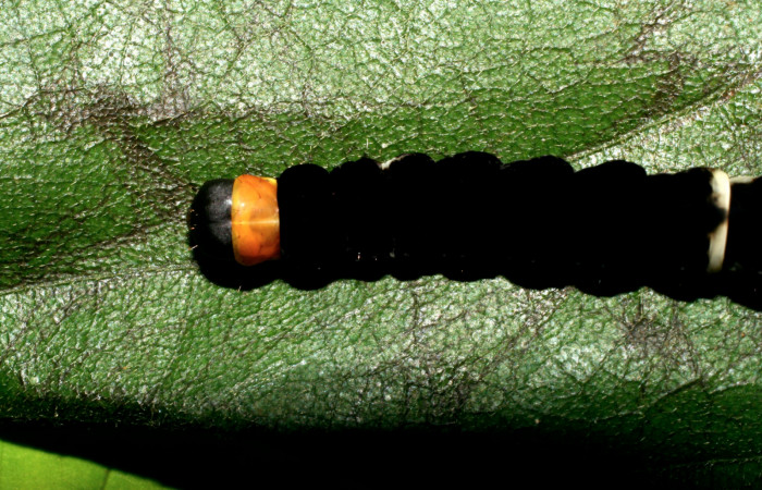 Figura 10.Posición de la cabeza, la larva <i>Ethmia lichyi</i>,familia (Depressariidae) Voucher 08-SRNP-71629-DHJ444430
las larvas tiene muchos Obstáculos para poder llegar a ser