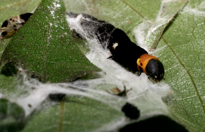 Figura 4.Posición de la cabeza mostrando la parte de la casita donde se camufla la larva <i>Ethmia lichyi</i>, familia (Depressariidae) Voucher 08-SRNP-71629-
DHJ444433.
Figura 4.Posición de la tracera mostrando la parte de la casita donde se camufla la larva <i>Ethmia lichyi</i>, familia (Depressariidae). Voucher 08-
SRNP-71629-DHJ444437.