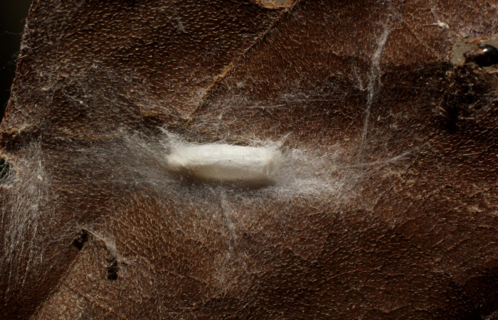 Figura 11.Posición de la cabeza, la larva <i>Ethmia lichyi</i>,familia (Depressariidae) Voucher 11-SRNP-71578-DHJ802288.
Figura