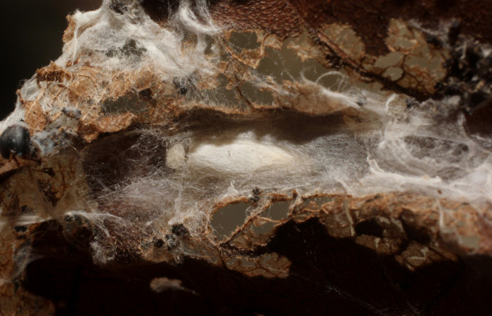 Figura 12.Posición de la cabeza, la larva <i>Ethmia lichyi</i>, familia (Depressariidae) Voucher 11-SRNP-71642-DHJ802293.