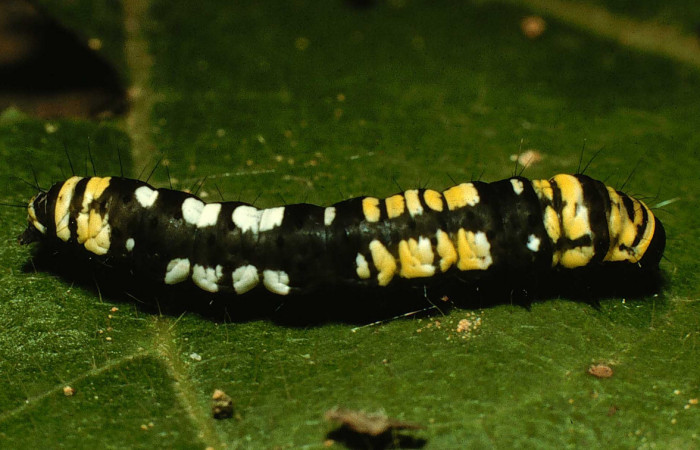 Figura 14.Posicio lateral de la larva <i>Ethmia mnesicosma</i>, familia (Depressariidae) Voucher 98-SRNP-9666-DHJ46904.