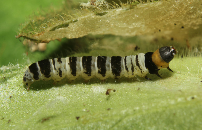 Larva  en posición lateral de <i>Ethmia lesliesaulae</i> (Depressariidae), PU estadio. Sector Pitilla, Estación Biológica Quica. Voucher 18-SRNP-71397-DHJ742751.jpg.