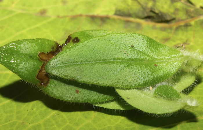 Pupa en su hábitat de <i>Ethmia lesliesaulae</i> (Depressariidae). Sector Pitilla, Estación Biológica Quica. Voucher 18-SRNP-71398-DHJ742806.jpg.