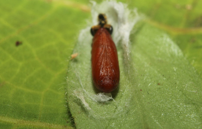 Pupa vista dorsal desde el frentel de <i>Ethmia lesliesaulae</i> (Depressariidae). Sector Pitilla, Estación Biológica Quica. Voucher 18-SRNP-71398-DHJ742809.jpg.