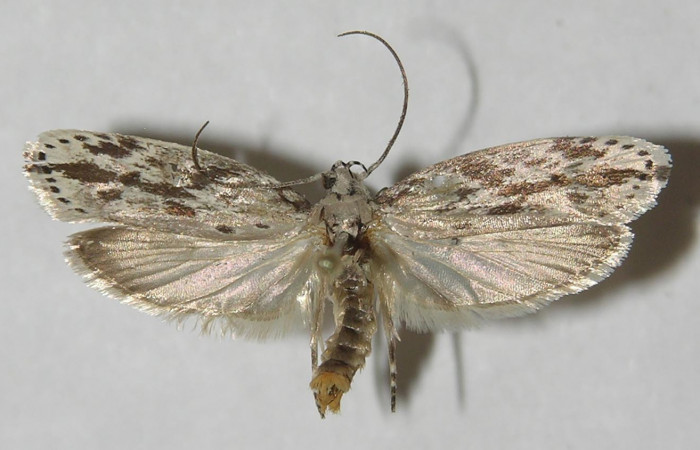 Adulto  en posición dorsal de <i>Ethmia lesliesaulae</i> (Depressariidae). Sector San Cristóbal, Tajo Angeles. Voucher 11-SRNP-1974-DHJ549614.