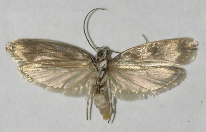 Adulto  en posición Ventral de <i>Ethmia lesliesaulae</i> (Depressariidae). Sector San Cristóbal, Tajo Angeles. Voucher 11-SRNP-1974-DHJ549615.