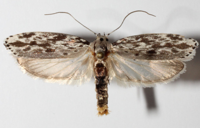 Adulto  en posición dorsal de <i>Ethmia lesliesaulae</i> (Depressariidae). Sector San Cristóbal, Tajo Angeles. Voucher 14-SRNP-31072-DHJ902676.