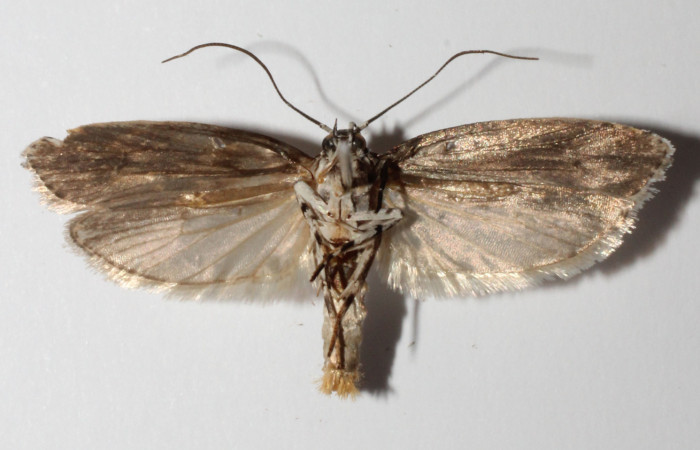 Adulto  en posición ventral de <i>Ethmia lesliesaulae</i> (Depressariidae). Sector San Cristóbal, Tajo Angeles. Voucher 14-SRNP-31072-DHJ902677.