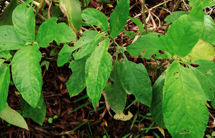<i>Drymonia macrophylla</i> (Gesneriaceae), planta hospedera de <i>Ethmia lesliesaulae</i> (Depressariidae). Sector San Cristóbal, Estación Biológica San Gerardo. Foto, Elda Araya, 19 Junio 2019.
