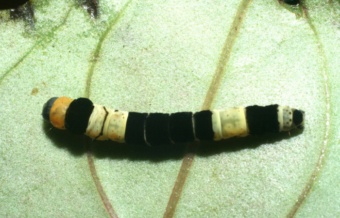 Larva en posición dorsal de <i>Ethmia lesliesaulae</i> (Depressariidae), U estadio. Sector Pitilla, Medrano. Voucher 09-SRNP-71951-DHJ465338.jpg.