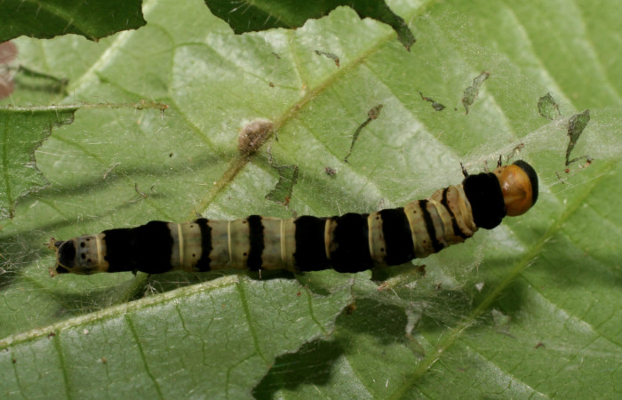 Larva en posición dorsal de <i>Ethmia turnerorum</i> (Depressariidae), U estadio. Sector Rincon Rain Forest, Quebrada Salazr. Voucher 06-SRNP-23316-DHJ424903.jpg.