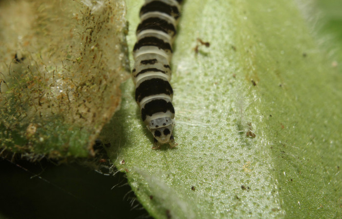 Cola o  parte posterior de <i>Ethmia lesliesaulae</i> (Depressariidae), PU estadio. Sector Pitilla, Estación Biológica Quica. Voucher 18-SRNP-71397-DHJ742750.jpg.