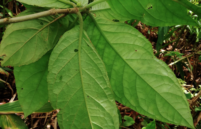 <i>Drymonia macrophylla</i> (Gesneriaceae), planta hospedera de <i>Ethmia lesliesaulae</i> (Depressariidae). Sector San Cristóbal, Estación Biológica San Gerardo. Foto, Elda Araya, 19 Junio 2019.