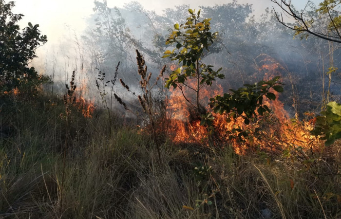 Incendio forestal limite Colonia Bolaños  19 de enero 2019  Foto: PMF