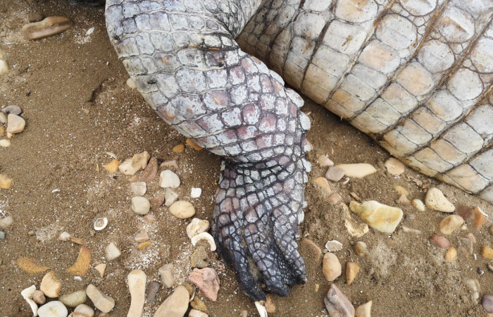 En playa Papaturro, La Cruz Guanacaste  junio 2019  Foto: Evelyn Solano