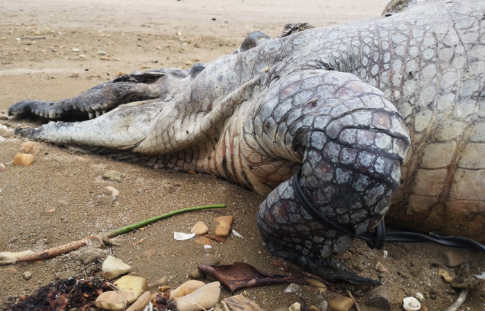 En playa Papaturro, La Cruz Guanacaste  junio 2019  Foto: Evelyn Solano