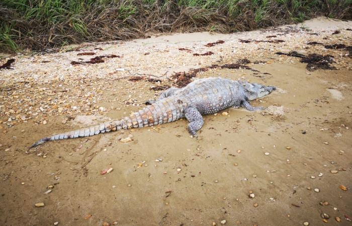 En playa Papaturro, La Cruz Guanacaste  junio 2019  Foto: Evelyn Solano
