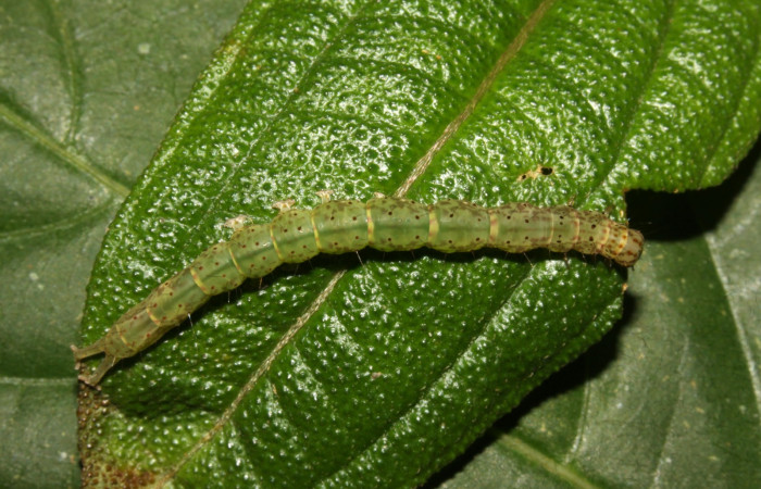 Fig .1  Larva <i> Antiblemma herilis</i>  en último estadio mostrando parte dorsal. Voucher: 14-SRNP-30738-DHJ720894.jpg