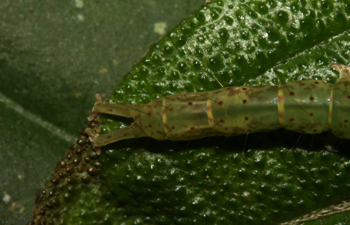 Fig.2 Larva  <i> Antiblemma herilis</i> en último estadío mostrando la parte propatas, caracteristica. importante de la familia Erebidae Voucher: 14-SRNP-30738-DHJ720897.jpg