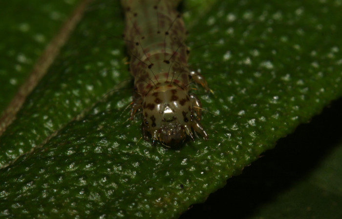 Fig .3  Larva <i> Antiblemma herilis</i>  en último estadio mostrando parte frontal. Voucher: 14-SRNP-30738-DHJ720901.jpg