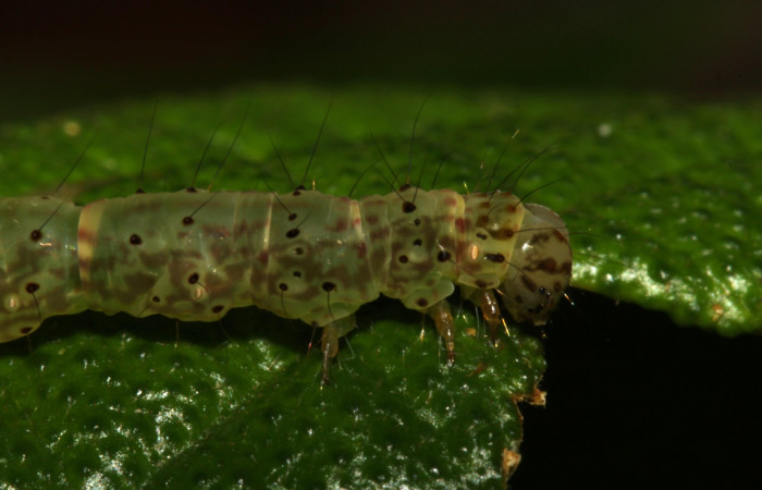 Fig. 5 Larva <i> Antiblemma herilis</i>  en último estadio mostrando forma de pelos del cuerpo.  Voucher:  14-SRNP-30738-DHJ720898.jpg