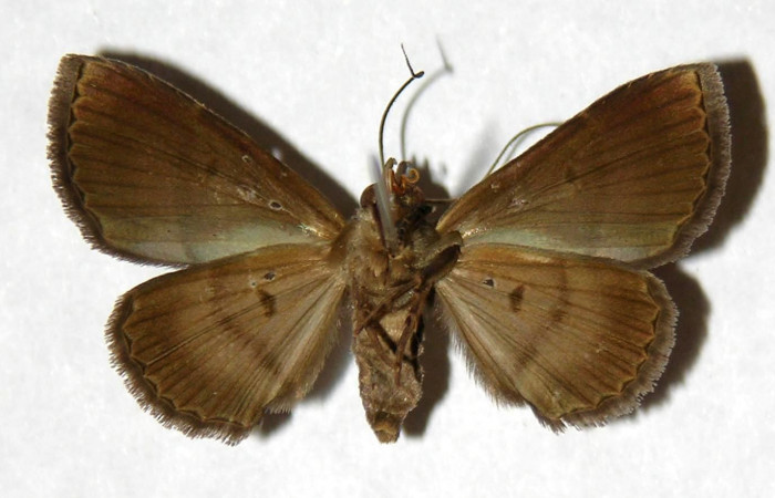 Fig.7 Adulto <i> Antiblemma herilis</i>  ventral. Hembra. Voucher: 04-SRNP-55284-DHJ322115.jpg