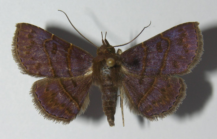 Fig.8 Adulto <i> Antiblemma herilis</i>  dorsal. macho. Voucher: 11-SRNP-32226-DHJ557202.jpg