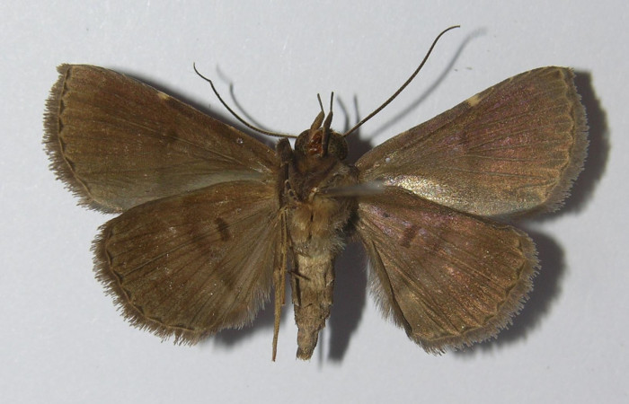 Fig.7 Adulto <i> Antiblemma herilis</i>  ventral. Hembra. Voucher: 04-SRNP-55284-DHJ322115.jpg