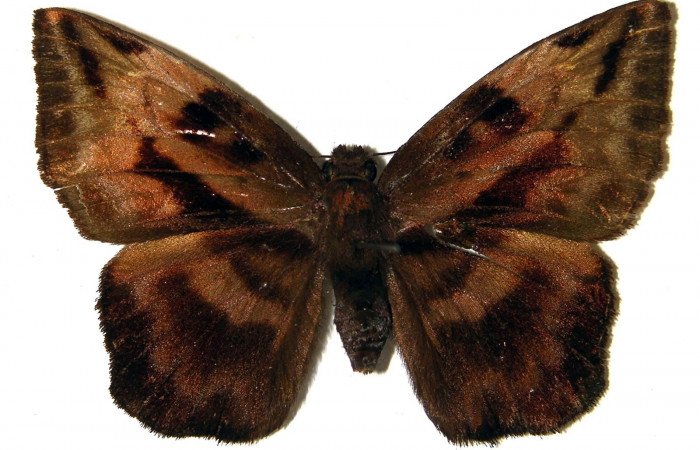 Fig. 2. <i>Doberes anticus</i> (Hesperiidae), pupa vista lateral. Area de Conservación Guanacaste, Sector Cacao, Estación Biológica Cacao. (95-SRNP-352-DHJ21692.jpg).