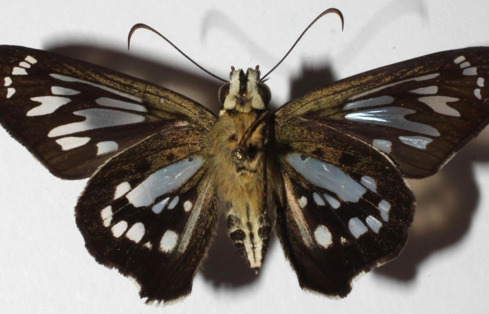 Fig. 5. <i>Phanus</i> vitreusDHJ01, adulto vista ventral, se pueden apreciar antenas delgadas y encorvadas. Area de Conservación Guanacaste, Sector Cacao, Casa Fran. (18-SRNP-20144-DHJ939083).