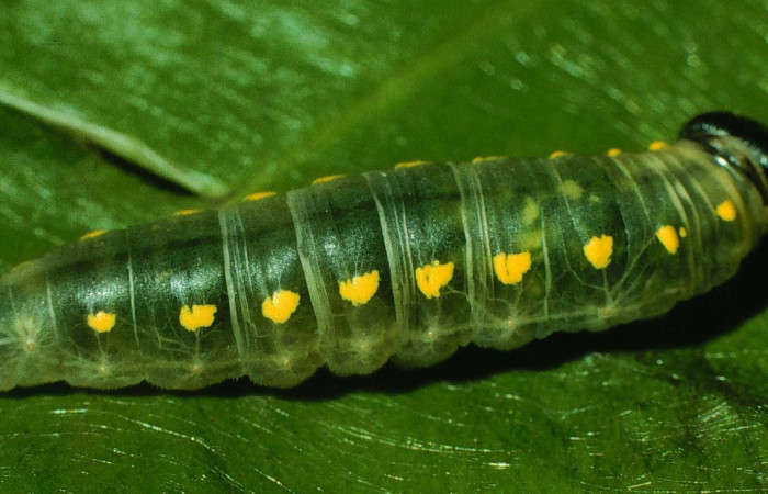 Fig. 8. <i>Doberes anticus</i> (Hesperiidae), larva último estadio, vista lateral. Area de Conservación Guanacaste, Sector Cacao, Sendero Derrumbe. (97-SRNP-1054-DHJ40752.jpg).