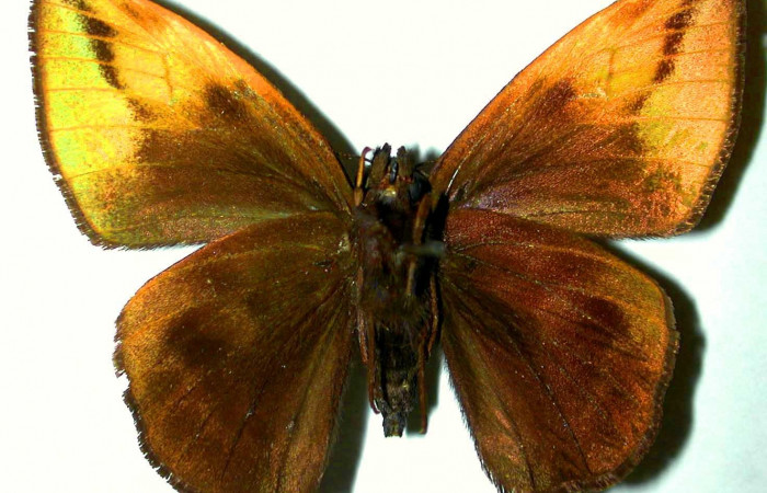 Fig. 4. <i>Doberes anticus</i> (Hesperiidae), larva último estadio. Area de Conservación Guanacaste, Sector Cacao, Estación Biológica Cacao. (97-SRNP-11115-DHJ31602).