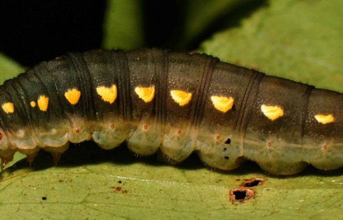 Fig. 7. <i>Doberes anticus</i> (Hesperiidae), larva último estadio, vista lateral, en su planta hospedera <i>Zanthoxylum melanostictum</i> (Rutaceae). Area de Conservación Guanacaste, Sector Cacao, Sendero Circular. (99-SRNP-1859-DHJ50692.jpg).