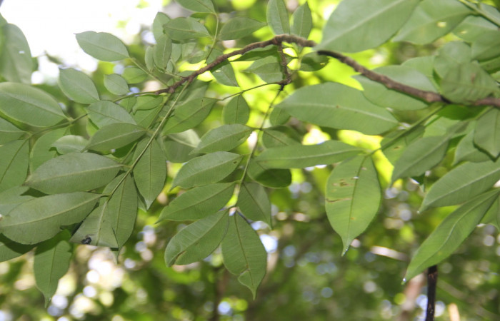 Fig. 14. <i>Zanthoxylum melanostictum</i> (Rutaceae), planta hospedera de <i>Doberes anticus</i> (Hesperiidae). Area de Conservación Guanacaste, Sector Cacao, Sendero Circular. Foto: Parataxónomo Manuel Pereira 07/20/2019.