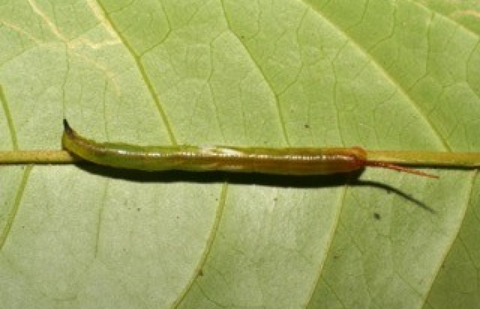 Fig. 03. Larva de <i>Amphimoea walkeri</i> (Sphingidae) en segundo estadío, 33mm de longitud, vista dorsal. Voucher: 05-SRNP-43158-DHJ407861.jpg.