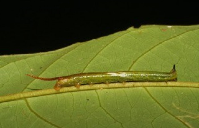 Fig. 04. Larva de <i>Amphimoea walkeri</i> (Sphingidae) en segundo estadío, 33mm de longitud, vista lateral. Voucher: 05-SRNP-43158-DHJ407862.jpg.