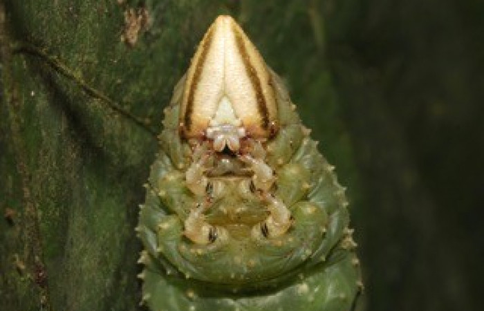 Fig. 06. Larva de <i>Amphimoea walkeri</i> (Sphingidae) en último estadío, 104mm de longitud, acercamiento frontoventral del torax. Voucher: 16-SRNP-31563-DHJ735642.jpg.