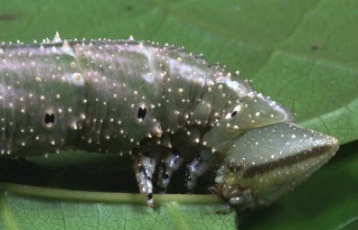Fig. 08. Larva de <i>Amphimoea walkeri</i> (Sphingidae) en penúltimo estadío, 83mm de longitud, vista lateral del torax. Voucher: 16-SRNP-31563-DHJ735530.jpg.