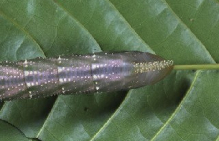 Fig. 10. Larva de <i>Amphimoea walkeri</i> (Sphingidae) en penúltimo estadío, 83mm de longitud, vista dorsal del trasero. Voucher: 16-SRNP-31563-DHJ735534.jpg.